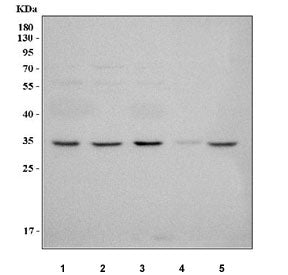NUP42 Antibody / Nucleoporin 42 / NLP1