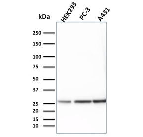 14-3-3 epsilon Antibody / YWHAE