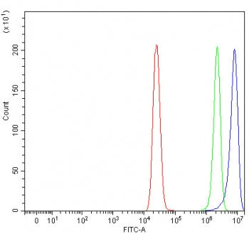 NECAB2 Antibody / N-terminal EF-hand calcium-binding protein 2