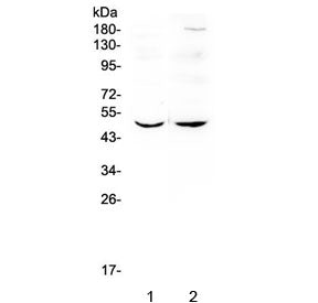 MEF2C Antibody