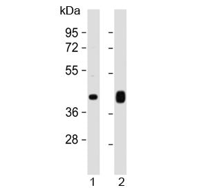 PD-L1 Antibody / B7-H1 / CD274 (C-Terminal Region)