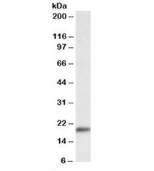 Wfdc1 Antibody