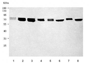 GRP78 Antibody / BiP / HSPA5