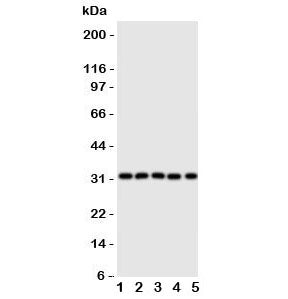 Aquaporin 9 Antibody