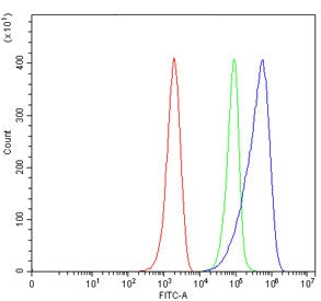 CD80 Antibody