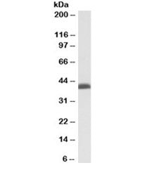BMI1 Antibody