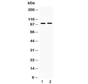 PDE5 Antibody