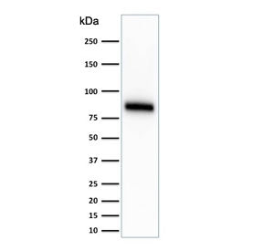 CD44 Antibody / HCAM