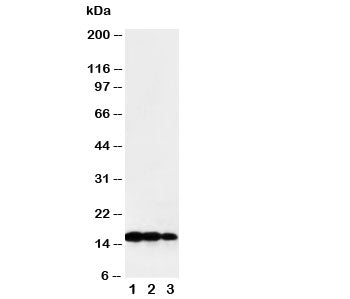 TNF beta Antibody