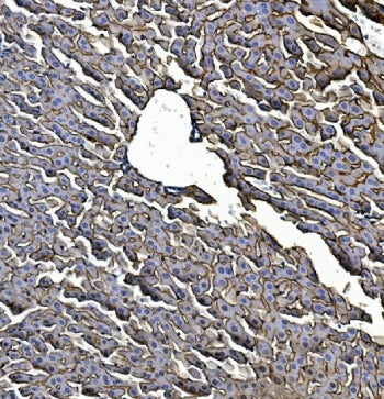 Egf Receptor / Egfr Antibody
