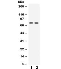 Pokemon Antibody / ZBTB7A