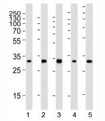 Western blot analysis of lysate from 1) 293, 2) HeLa, 3) mouse NIH3T3, 4) rat PC-12 and 5) rat brain