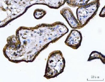 IHC staining of FFPE human placental tissue with ANXA1 antibody. HIER: boil tissue sections in pH8 E