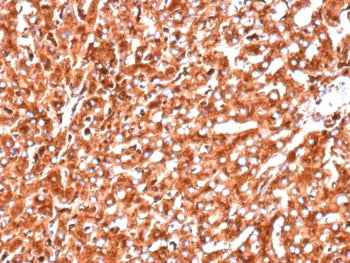 IHC staining of FFPE human pancreas with recombinant Cathepsin D antibody (clone CTSD/9613R). HIER: