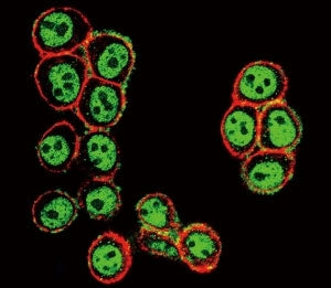 Phospho-SMAD3 Antibody (pS208)