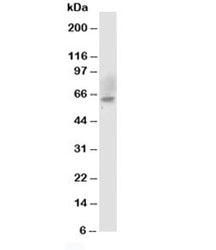 Chk2 Antibody
