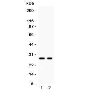 Kallikrein 4 Antibody