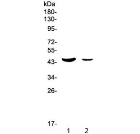 MUC7 Antibody / Mucin 7