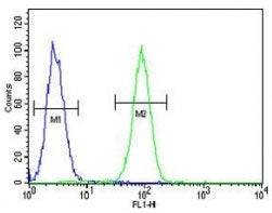 Fascin-3 Antibody
