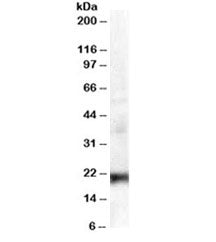 HP1 gamma Antibody