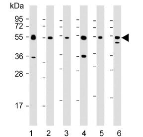 IRF3 Antibody