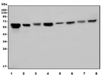 U2AF65 Antibody / U2AF2