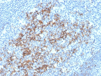 CD23 Antibody