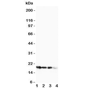 FGF1 Antibody