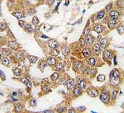 Bcl2L2 Antibody / Bcl-W (BH3 domain specific)