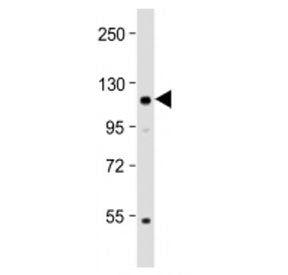 Klotho Antibody
