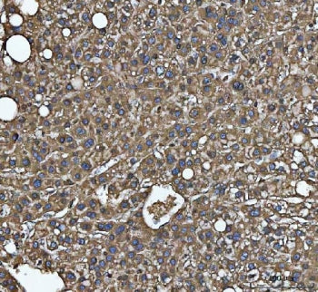 C-1-tetrahydrofolate synthase Antibody / MTHFD1