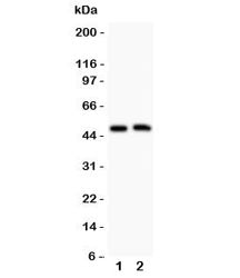 Aquaporin 0 Antibody