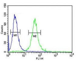 GATA2 antibody flow cytometric analysis of 293 cells (green) compared to a negative control (blue).