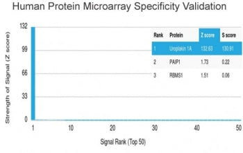 Uroplakin 1A Antibody / UPK1A