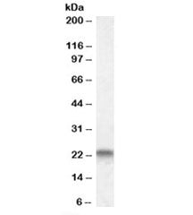 CAV3 Antibody