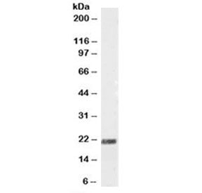 SCG10 Antibody