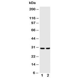 Kallikrein-1 Antibody