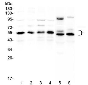 RXRA Antibody / Retinoic X Receptor alpha