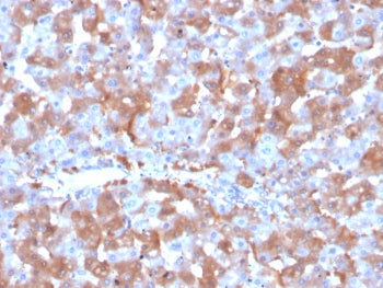 Factor VII Antibody