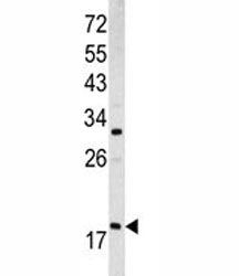 ARF3 Antibody