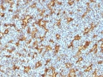 IHC testing of human tonsil with CD11c antibody (clone ITGAX/1242). <I>Note specific staining of den