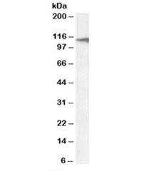 CLEC16A Antibody