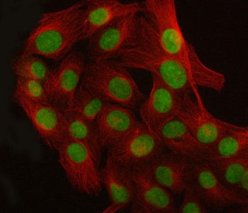 Immunofluorescent staining of FFPE human U-2 OS cells with LUC7L3 antibody (green) and Beta Tubulin