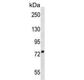 SIGLEC5 Antibody