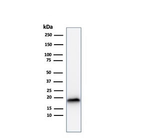 MART-1 / Melan-A Antibody