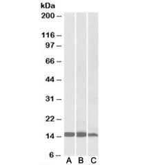 FABP3 Antibody