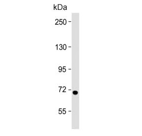 HBS1L Antibody