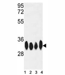 HuR Antibody