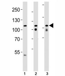 OPA1 Antibody (form S1)