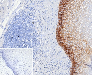 CD44v6 Antibody
